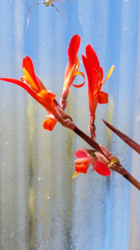 Samsung new phone July 362 (Small).jpg