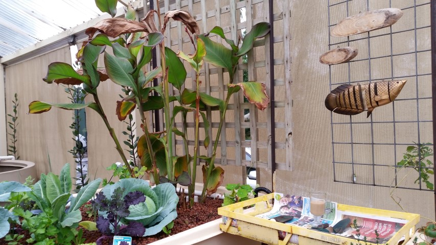 Samsung new phone July 441 (Small).jpg