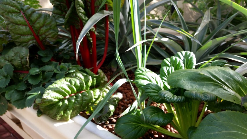 Samsung new phone July 003 (Small) (Small).jpg