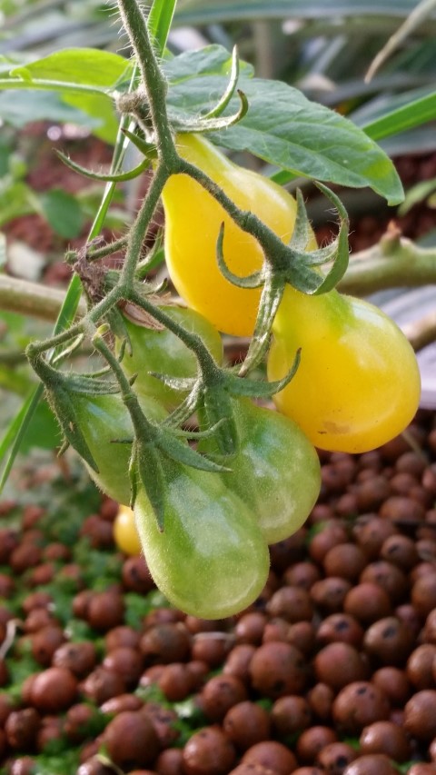 Samsung new phone July 339 (Small).jpg