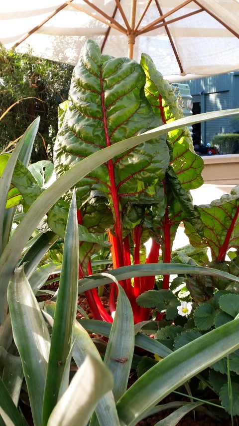 Samsung new phone July 340 (Small).jpg