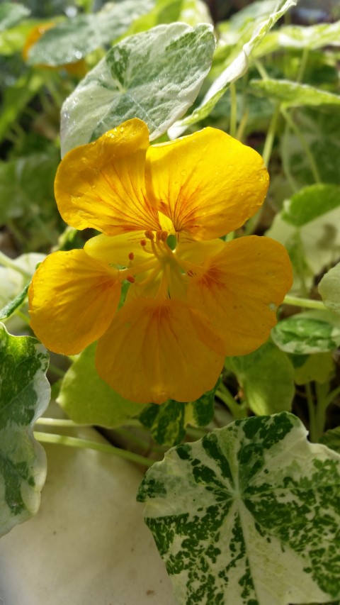 Samsung new phone July 351 (Small).jpg