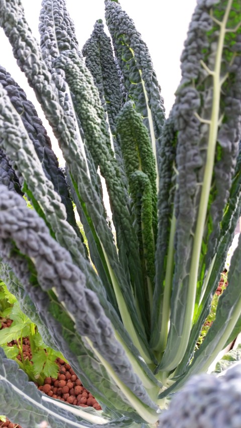 Samsung new phone July 352 (Small).jpg