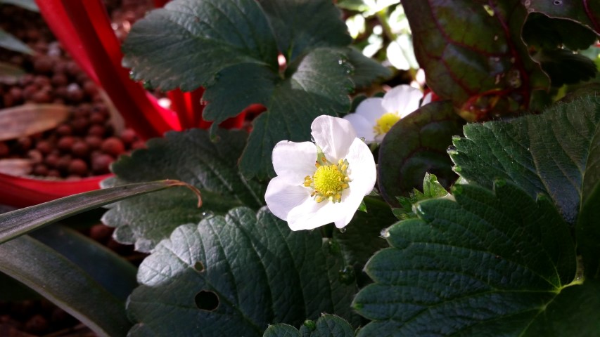 Samsung new phone July 353 (Small).jpg