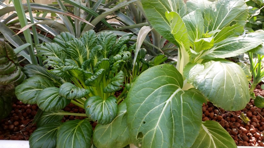 Samsung new phone July 494 (Small).jpg