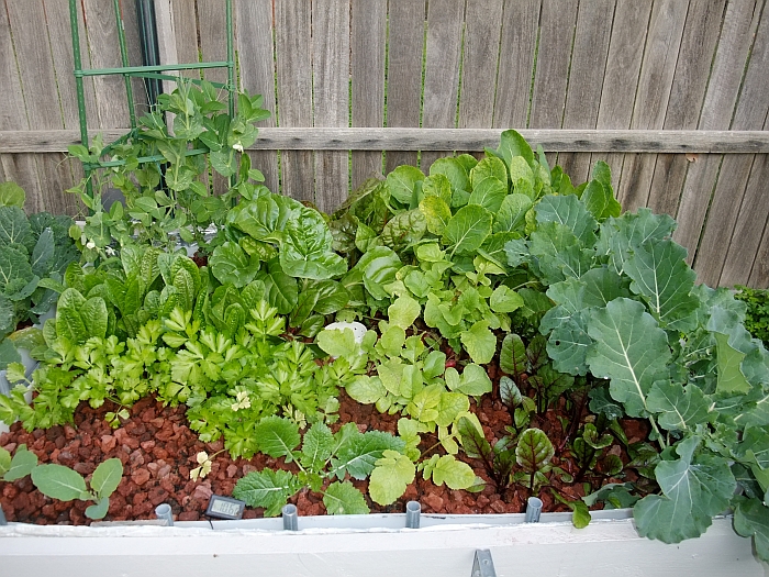 growth 14th July 2014.jpg