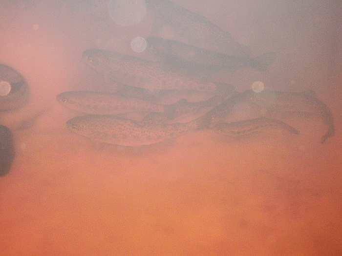 Tank 1 14th July 2014.jpg