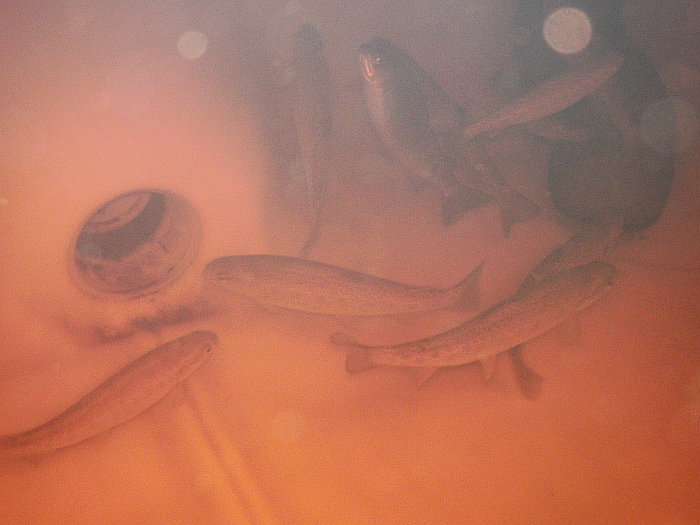 Tank 2 14th July 2014.jpg