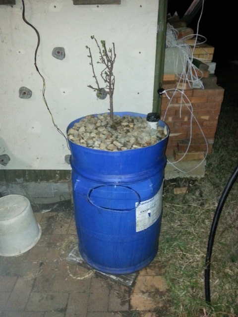 I barell 1st plant 1st day 15-07-2014.jpg