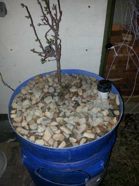 1 Barell grow bed 1st day 15-07-2014.jpg