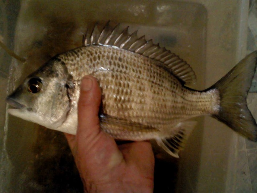 New bream.jpg