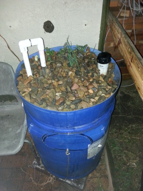 3 toms and 3 shallots planted 16-07-14.jpg