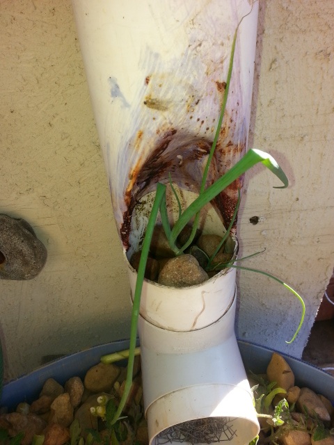 tower shallots day 1.jpg