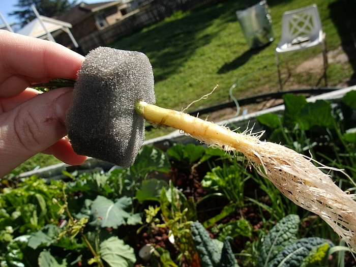 Day 33 carrot tube test.jpg