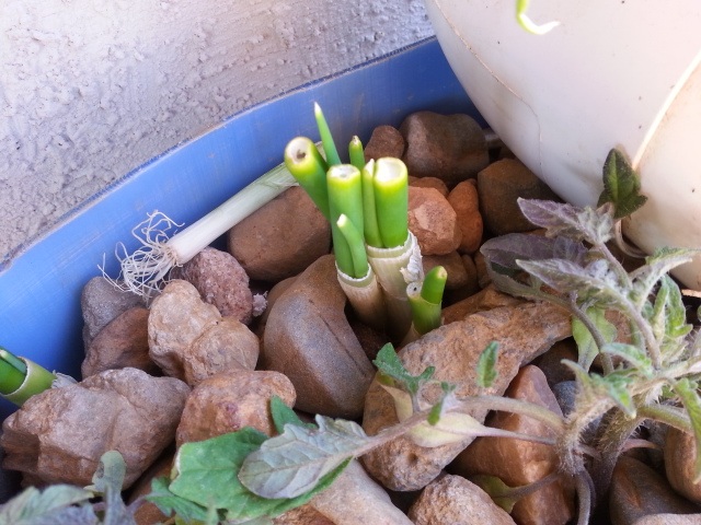 grow bed half shallots day 5 22-07-2014.jpg