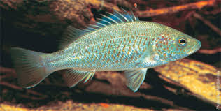 Spangled perch.jpg