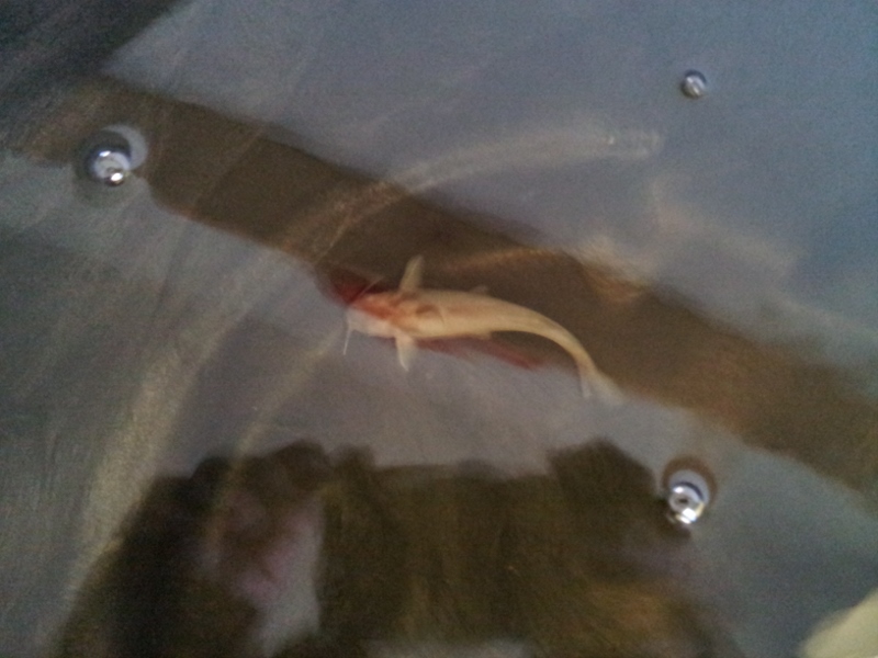 20140724_110125 (800x600).jpg