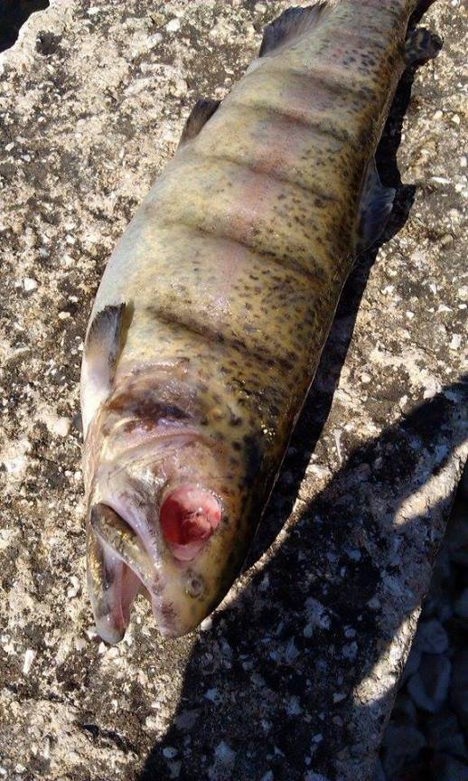 trout-disease.jpg