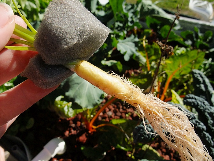 Day 48 carrot tube test.jpg