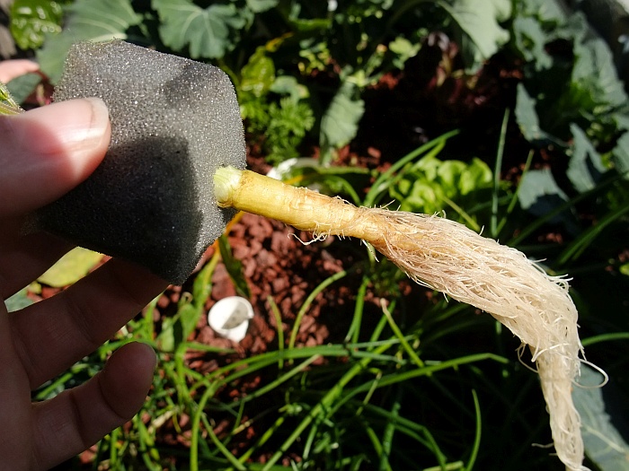 Day 48 Carrot tube progress.jpg