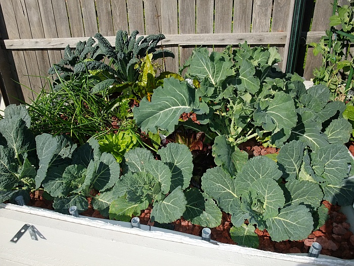 Growth GB 1 Sun 3rd August 2014.jpg