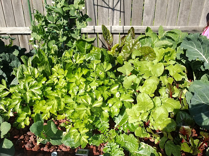 Growth GB 2 to Sunday 3rd August.jpg