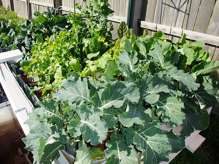 Growth GB 2 Sunday 3rd August.jpg