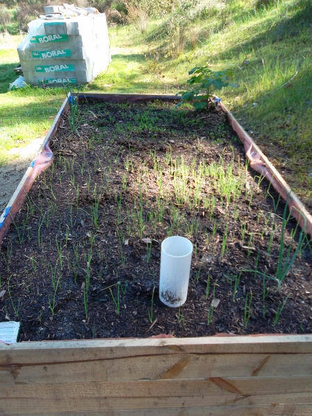 Onions and Carrots.jpg