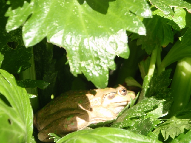 P8030008 (640x480) (2).jpg