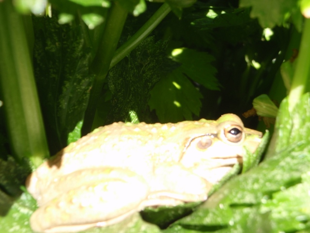 P8030010 (640x480).jpg