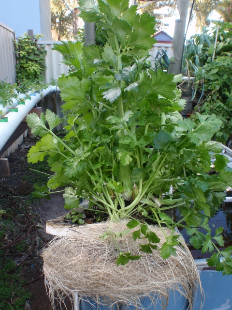 P7300001 (480x640).jpg