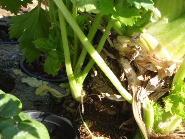 P8040002 (640x480).jpg