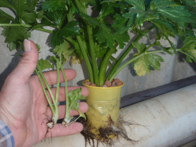 P8040003 (640x480).jpg