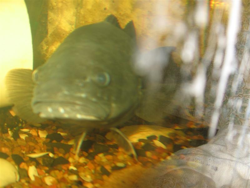 muzza 008 (Medium).jpg