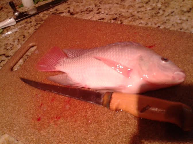fish pic.jpg