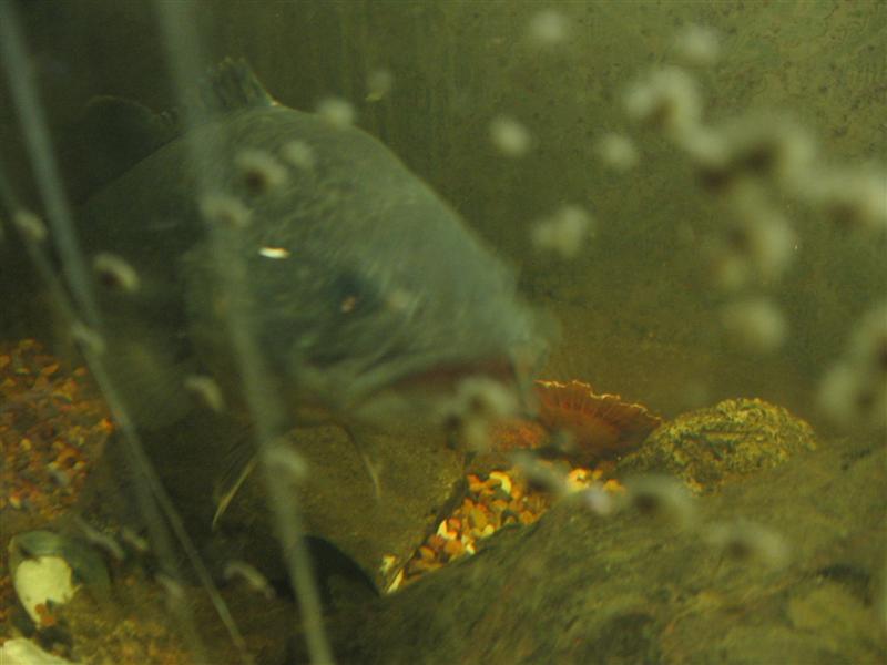 muzza 002 (Medium).jpg