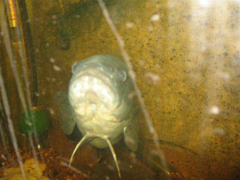 muzza 001 (Medium).jpg