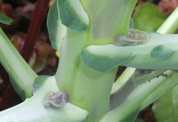 broccoli sprouting.jpg