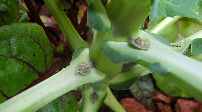 broccoli sprouting2.jpg