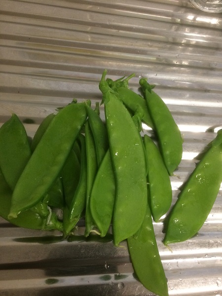 IMG_1190 resized.jpg