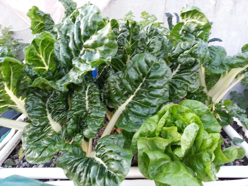 Silver beet and Lettuce.jpg