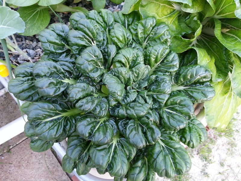 Tatsoi.jpg