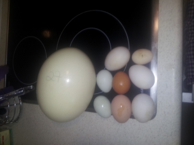 20130914_103527 (640x480).jpg