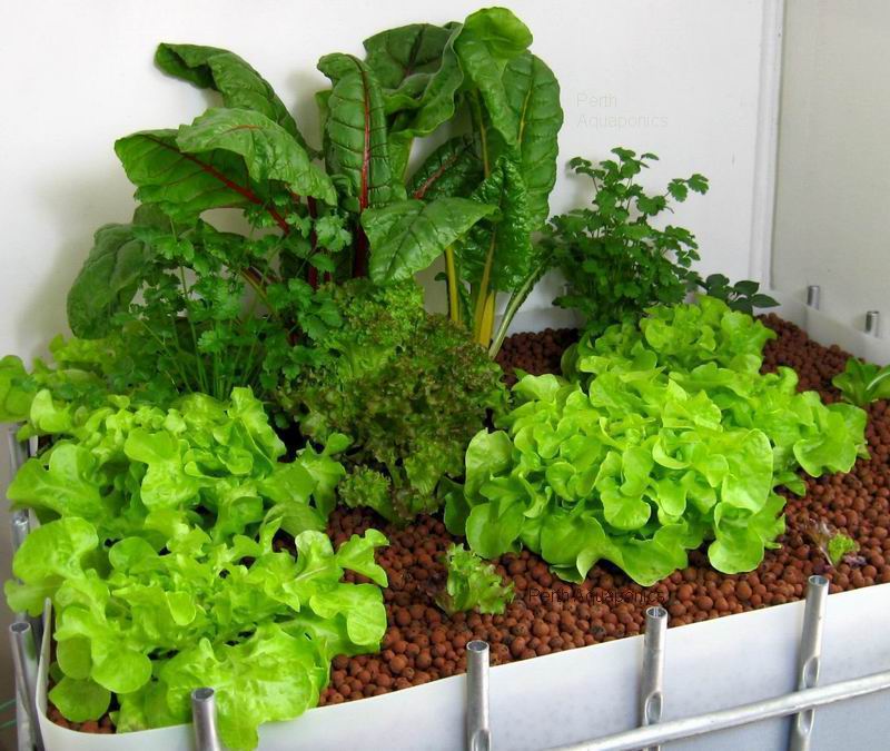 Perth Aquaponics - Growth under 600w MH.jpg
