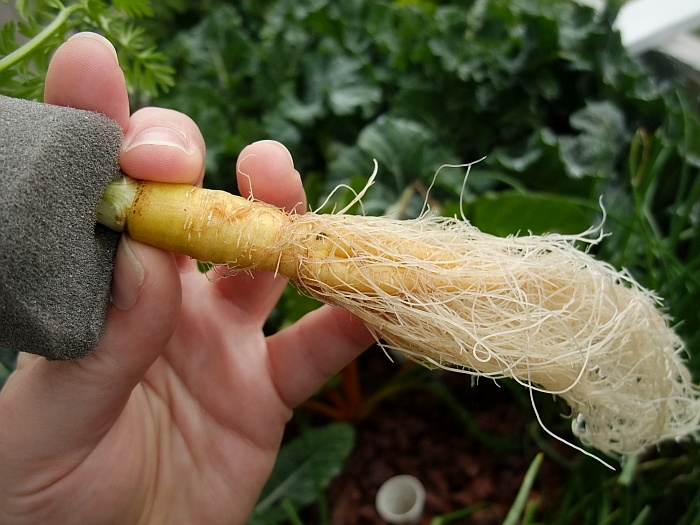 Day 65 Carrot Tube Progress.jpg