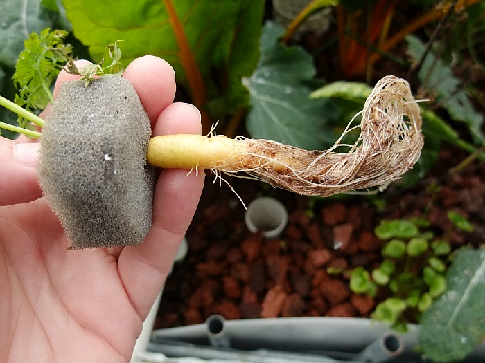 Day 65 Carrot Tube test.jpg