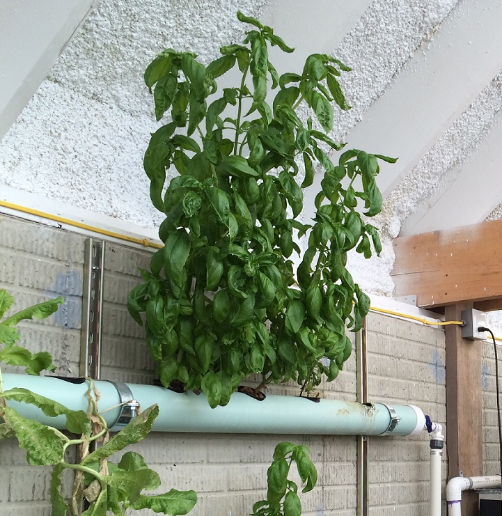 Aquaponics Basil.jpg