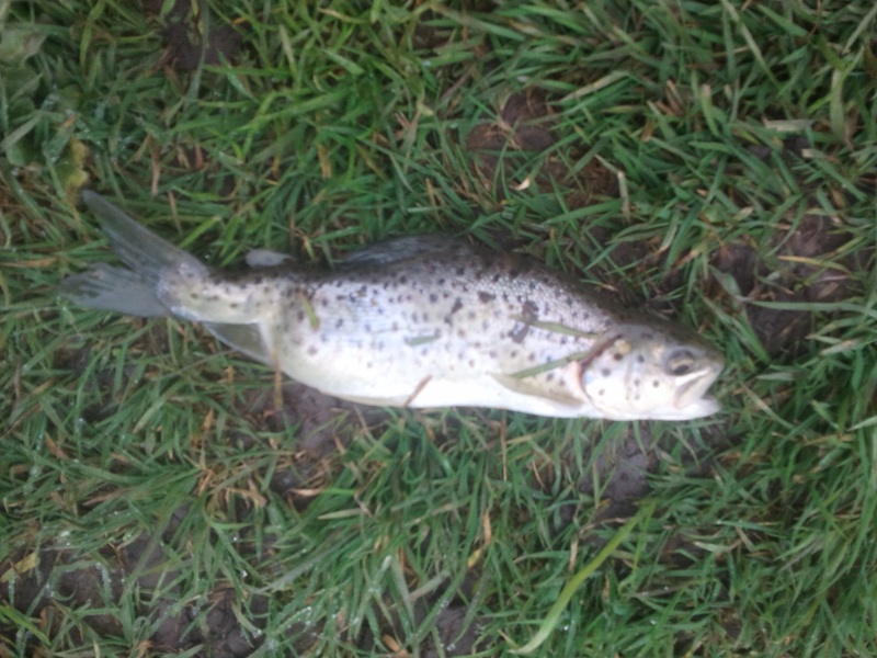 squiggle back fish.jpg