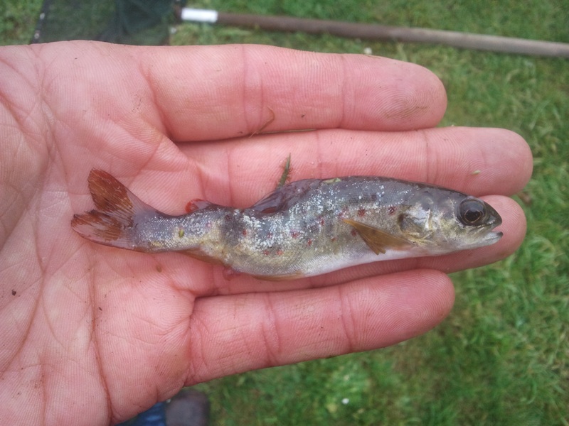 squiggle back fish 2.jpg