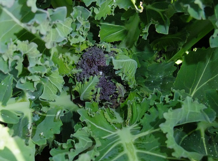 Purple Broccoli fun.jpg